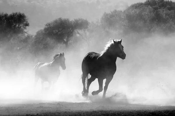 Die Magie der Massagepistolen für Pferde: Entspannung und Regeneration auf Knopfdruck